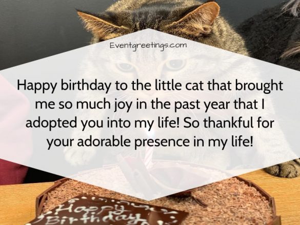 25 Best Happy Birthday Cat - Birthday Wishes With Images