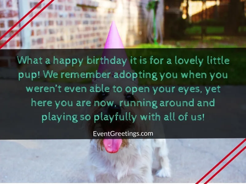 Happy Birthday Dog Wishes: 25 Cute Birthday Messages To Celebrate Fido's  Special Day - DogTime